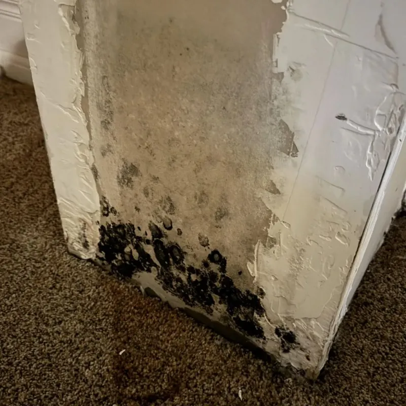 Professional Mold Removal in Panola County, MS